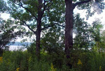 Hickory trees in front of dining hall